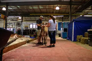 Kylee Thomas prepares her cow for the show floor with the help of Joe Nash.